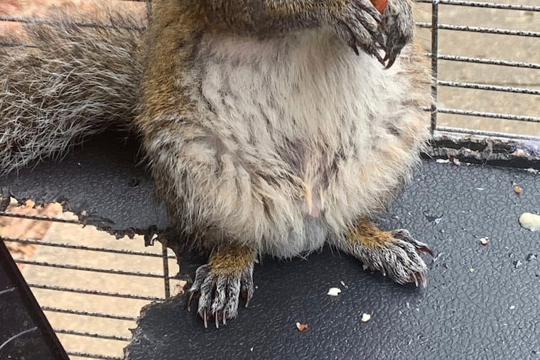 In this June 2019 photo released by the Limestone County Sheriff's Office, a squirrel is shown in a cage, in Ala. Alabama investigators say a man kept the caged "attack squirrel" in his apartment and fed it methamphetamine to ensure it stayed aggressive. (Limestone County Sheriff's Office via AP)