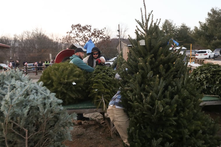 Staff members at Yeager's Farm in Phoenixville prepare Christmas trees for customers in Phoenixville in December 2022.