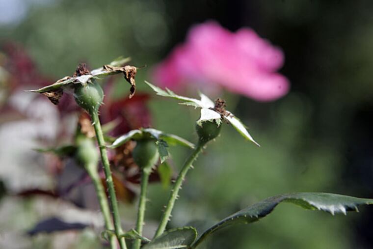 What happens when you don't deadhead.