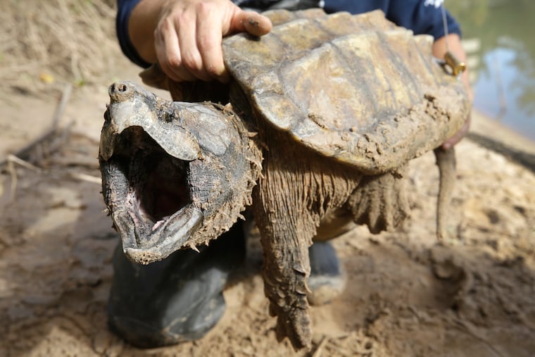 A male alligator snapping turtle is held after being trapped by the Turtle Survival Alliance-North American Freshwater Turtle Research Group, Nov. 24, 2018, as part of the process of tagging turtles. They are one of the animals left without automatic protections after a rule change regarding endangered species.