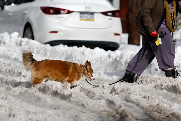Trisha Swed walks with her dog Alberta Einstein at North 30th Street and Girard Avenue in Brewerytown on Monday, Jan. 26, 2026 in Philadelphia. In Philadelphia, 9.3 inches of snow fell, the most in a decade.