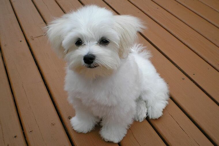 Stock photo of a Maltese puppy. Philadelphia Police Officer Angel Lopez will be suspended with intent to dismiss after being charged with the robbery of a similar dog in Brooklyn on April 25, 2019.