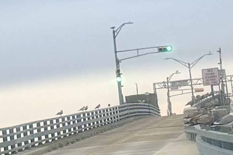 Seagulls line the bridge over Townsends Inlet connecting Avalon and Sea Isle City.