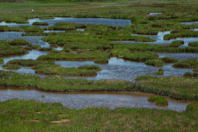 Pools of water that used to be solid marsh at Scotch Bonnet Island behind the Wetlands Institute in Stone Harbor.