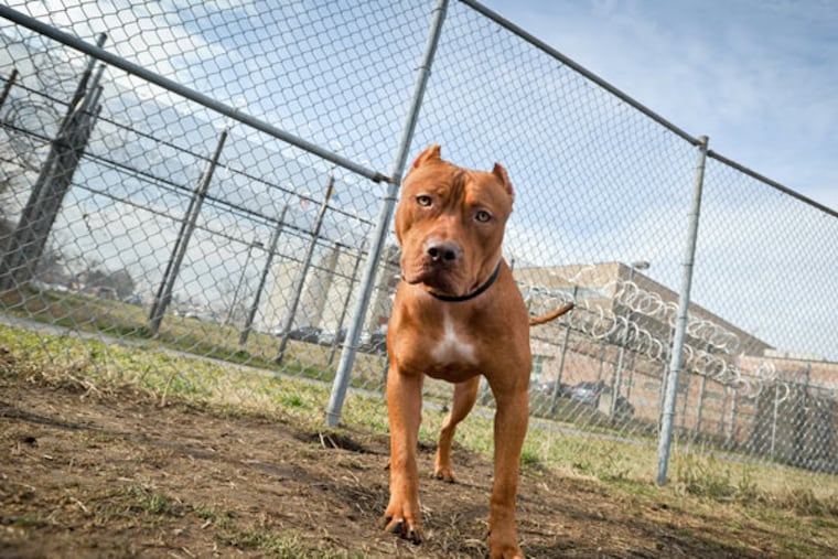 Ike, a fierce-looking 80-pound mix of mastiff and pit bull, stands in the prison yard. Headstrong and playful, he was difficult to train. (Ron Tarver / Staff Photographer)