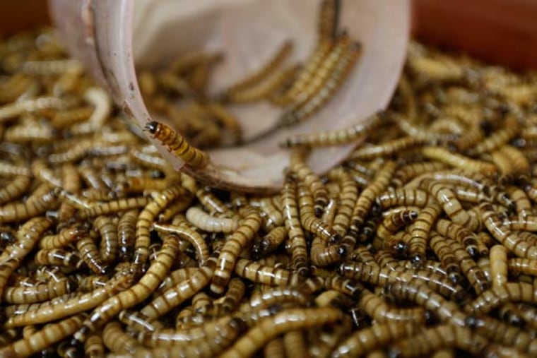 Black and gold "Superworm" brand mealworms are a premium product developed and grown here at Rainbow Mealworms on Sept. 1, 2015 in Compton, Calif. (Don Bartletti/Los Angeles Times/TNS)