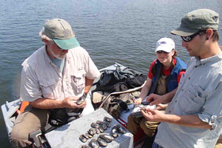 Roger Thomas (left), Zoe Ruge, and Sylvan Klein of the Academy of Natural Sciences measure and record the mussels found in the Delaware River.