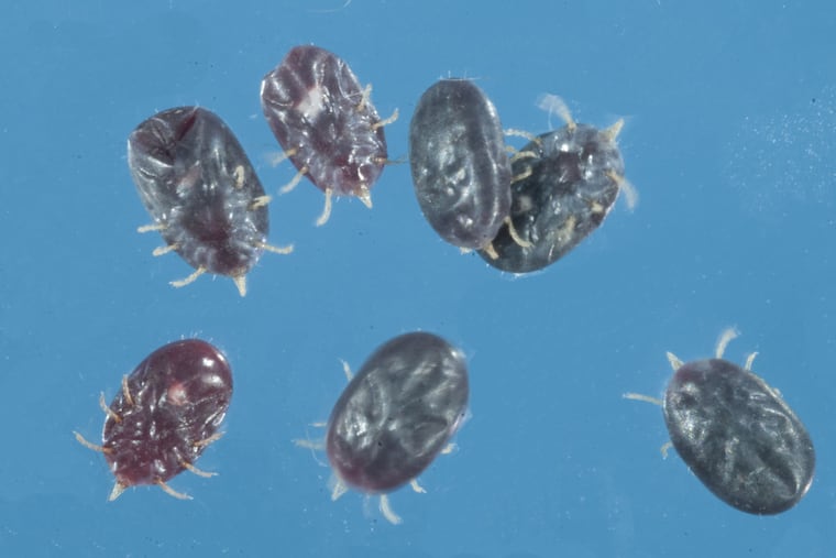 Live larval bat ticks (Carios kelleyi) removed in 2019 from big brown bats in Mercer County, New Jersey.