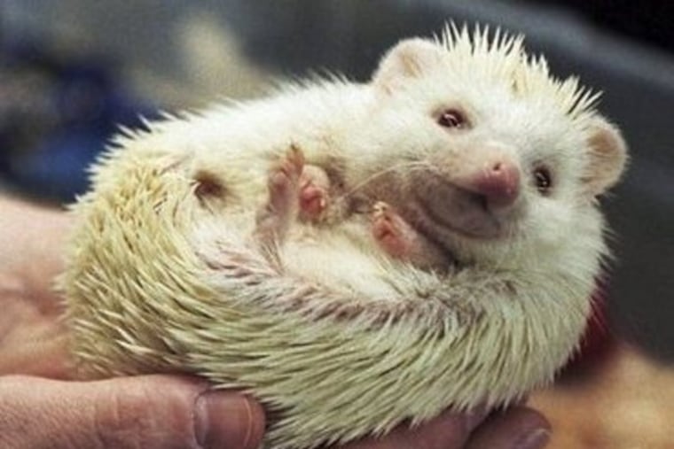 Cute hedgehog