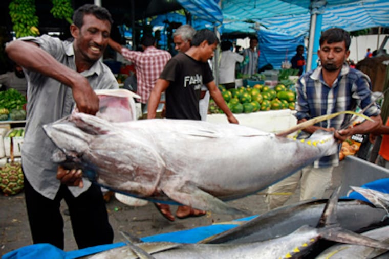 Fishermen loading yellowfin tuna , also called ahi, into a lorry in Male, Maldives. Yellowfin, a small, fast-growing variety of tuna, is commonly used as a tuna steak and can be found in sushi restaurants. This species, and others, are overfished. (SINAN HUSSAIN / Associated Press)