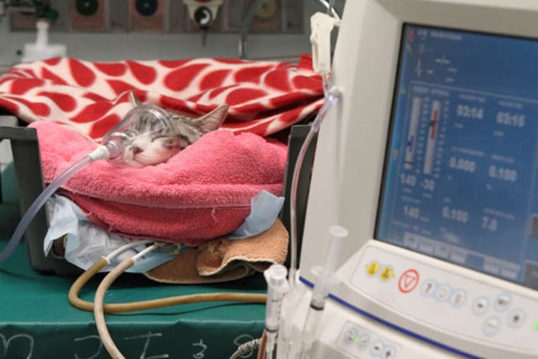 A cat sleeps during dialysis treatment. Penn's Matthew J. Ryan Veterinary Hospital is one of just four dialysis centers on the East Coast. Cats make up nearly 70 percent of cases at Penn.