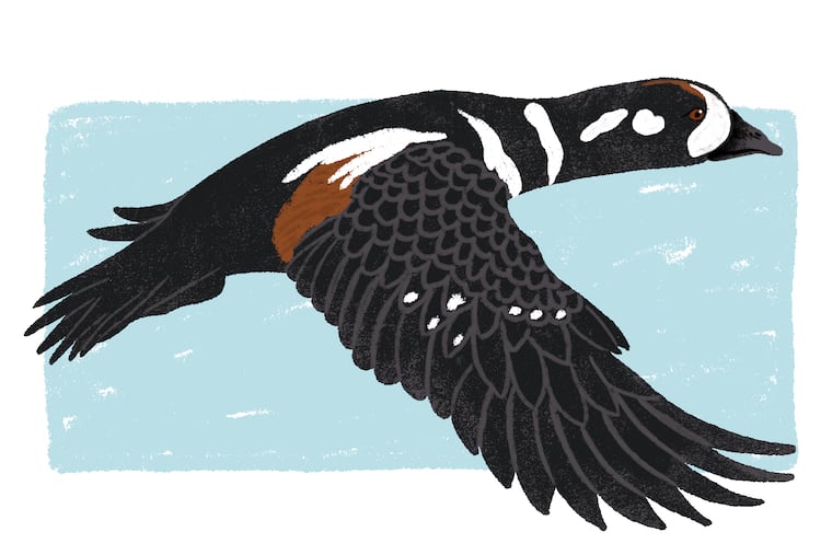 Harlequin Duck