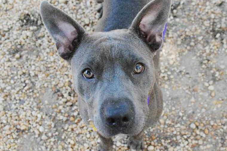 The Daily News Pet of the Week is Chickadee, a 2-to-4-year-old pitbull terrier at the Philadelphia Animal Welfare Society.
