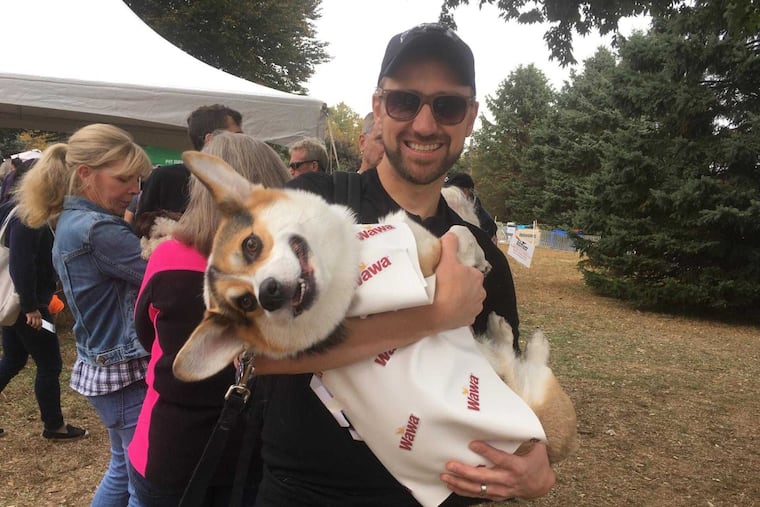 Miles the Corgi, dressed as a Wawa hoagie for Halloween.