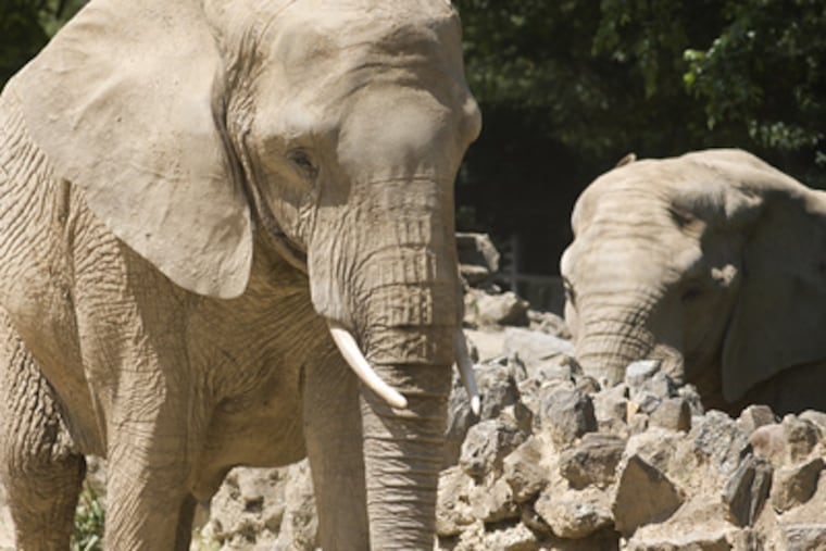 Elephants Kallie and Bette (left) were set to leave the Philadelphia Zoo last night for the Pittsburgh Zoo’s International Conservation Center. Yesterday, admirers said their goodbyes. (Ed Hille / Staff Photographer)