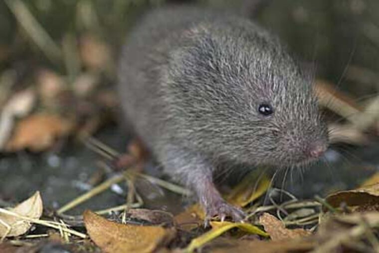 The male meadow vole mates indiscriminately; prairie voles, like good dads, stick around to help with the offspring.