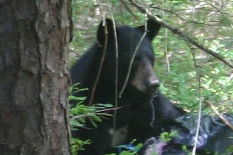 In 2012, a black bear was spotted near a Waterford Township elementary school. (Waterford Township Police)
