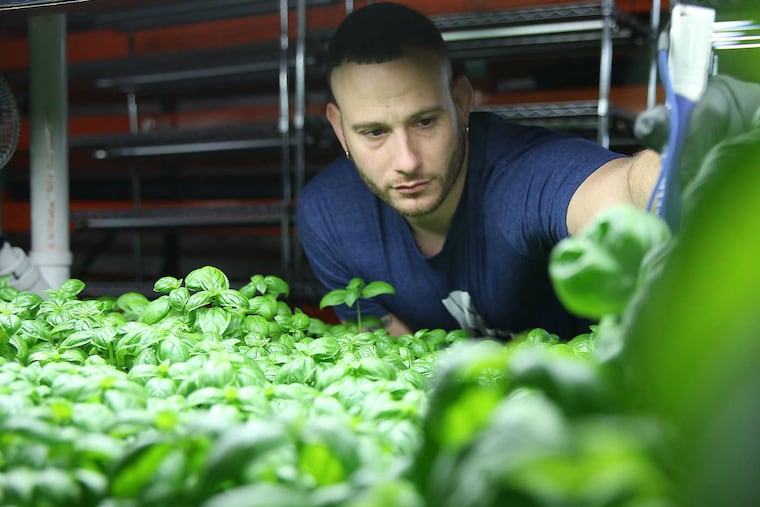 At Metropolis Farms in South Philadelphia, Lee Weingrad tends basil plants in vertical troughs stacked almost to the ceiling.