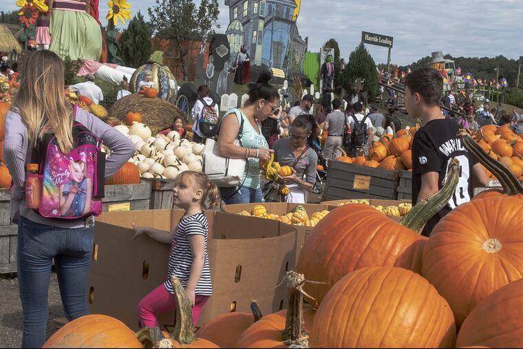 Early morning visitors to Linvilla Orchards in Media look through a large selection of pumpkins in Pumpkinland.