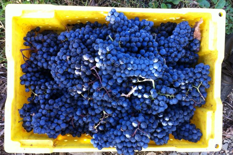 A cluster of Cabernet Franc Graes from Galen Glen Winery in Andreas, Pa.