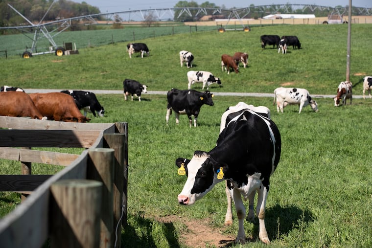 Cows graze at Red Knob Farm in Peach Bottom, Pa.