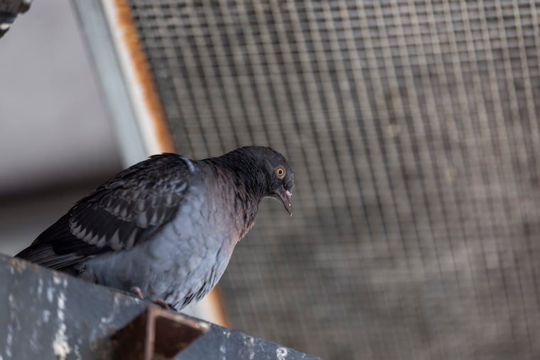 A baby pigeon spotted during the Philly Pigeon tour in Philadelphia.