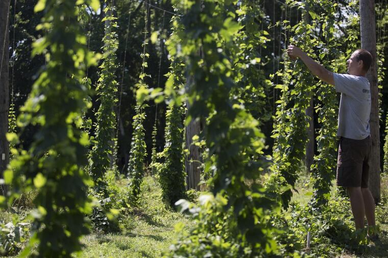 Joe Ritter tends to the 16-foot-tall hops he grows in Shamong, N.J.