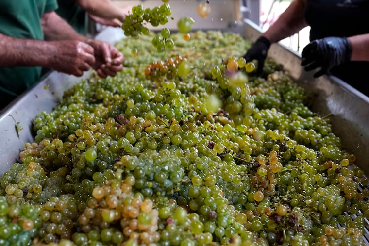 Workers check white grapes of sauvignon, which New Zealand specializes in.