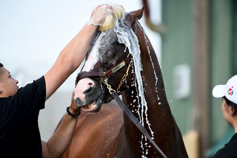 War of Will, one of the early favorites for Saturday's Preakness Stakes at 4-1, sure seemed to be enjoying bath time on Thursday.