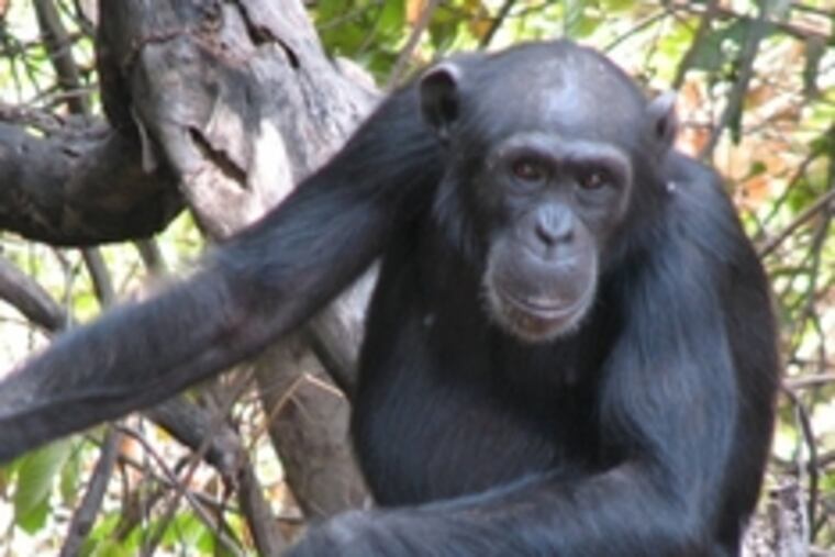 Tia, an adolescent female chimpanzee, is shown in Senegal in an undated photograph. Tia is among the primates that researchers say used spears to hunt bushbabies in Fongoli, Senegal.