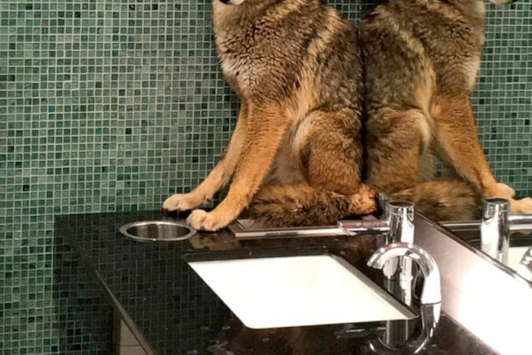 This Sunday, Jan. 13, 2019, photo provided by the Metropolitan Nashville Police Department shows a coyote in a bathroom at the Music City Center in Nashville, Tenn. The coyote ran past a security checkpoint and into the convention center where a boat show was packing up Sunday night. Police and animal control officers used a catch pole to capture the animal, which was released in a wooded area. (Metropolitan Nashville Police Department via AP)