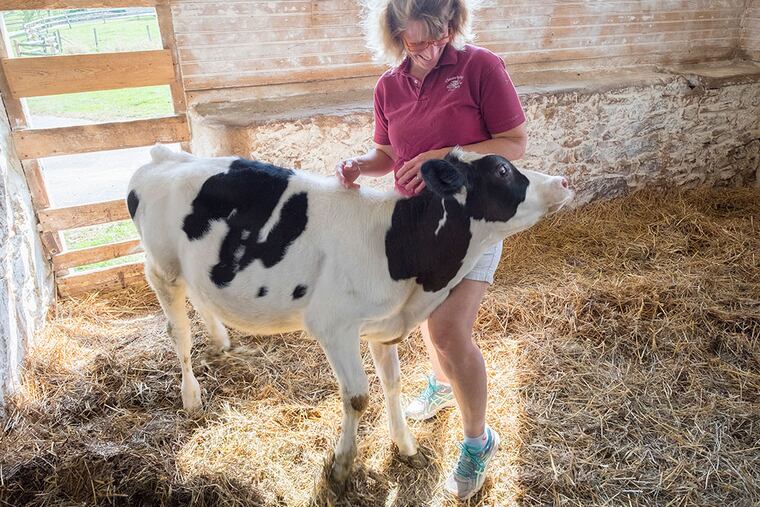 Carolyn Matthews Eaglehouse with Sassafras, a calf who has been featured in Richard Bollinger's paintings at Milky Way Farm Friday, October 9, 2015.( ED HILLE / Staff Photographer )