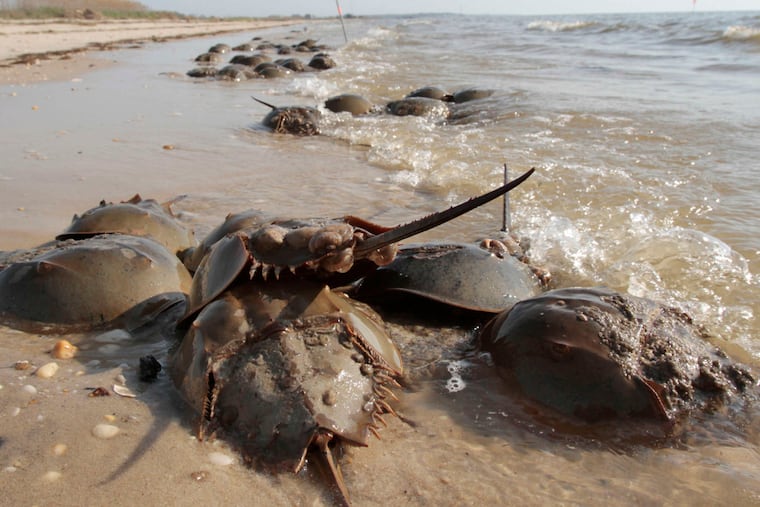 Spawning horseshoe crabs in Middle Township. The decline in horseshoe crab populations spells trouble for red knots, which feed on the crab eggs. Now, scientists fear a further reduction in horseshoe crabs because their blood is valued in the biomedical testing necessary for COVID-19 vaccines.