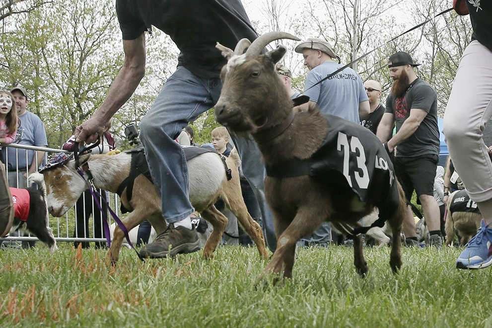 Contestants begin one of the semi-final heats during the annual Sly Fox Bock Fest and Goat Race held at the Sly Fox Brewery and tasting room in Pottstown, Pa. on May 6, 2018.