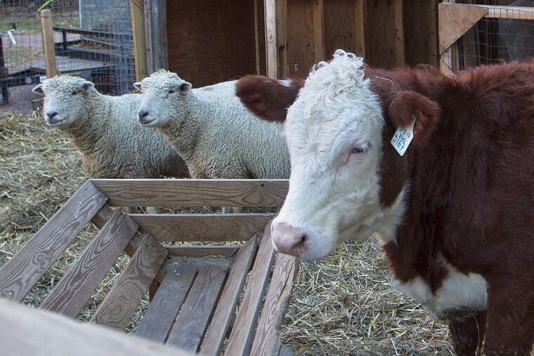 Ginger the heifer stands inside the live creche nativity scene at the Old First United Church of Christ in North Fourth Street, Philadelphia.