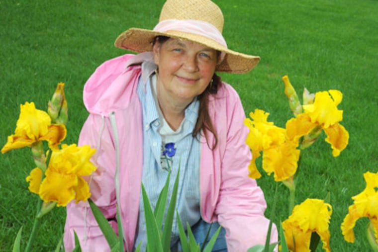 Helen Lewis has to kneel down to keep her River Valley Iris Garden going, with a lot of weeding required. (Clem Murray / Staff Photographer)