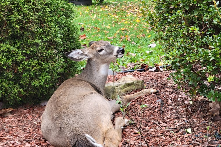 "Baby" the white-tailed deer that two Fayette County women had cared for on their property since 2023.