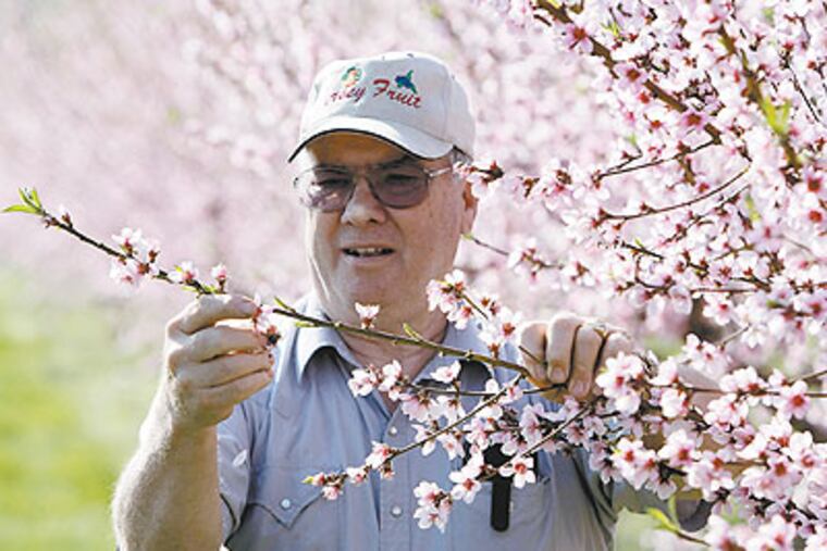 Doug Zee, 68, a third generation farmer, examines peach blossoms at Zee Orchards in Richwood, N.J. (Michael S. Wirtz / Staff Photographer)