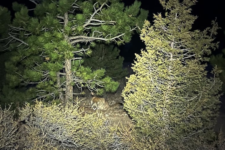 This photo provided by Gary Messina shows a mountain lion in the brush between two trees along the Crosier Mountain trail in the Arapaho and Roosevelt National Forests near Glen Haven, Colo., on Nov 11, 2025.