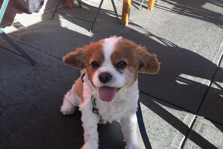 Pip, Francesca's Cavalier King Charles Spaniel