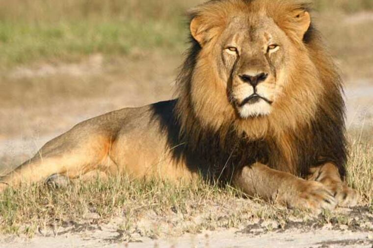 Cecil the lion in an undated photo. Associated Press.