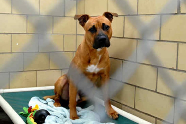 Chase, a boxer-shepherd, is available for adoption at the Delaware County SPCA. He was brought in as a stray last month, something that will no longer happen a year from now. (Tom Gralish / Staff Photographer)