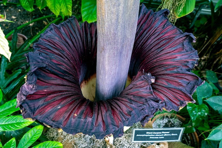 The post-bloomed Amorphophallus titanum, the titan arum, on Temple University's Ambler campus. Nicknamed the "corpse flower,” the blooms are rare and erratic, and only last about 24 hours, so this one that bloomed on Friday has drawn attention.