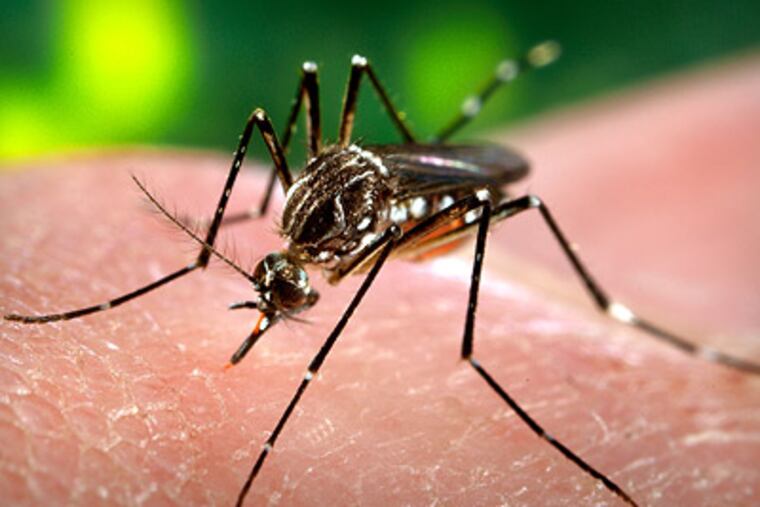 About 10 percent of people who get stung develop extreme redness and swelling at the site; about 3 percent have a severe allergic reaction. (AP Photo/Centers for Disease Control and Prevention, James Gathany)