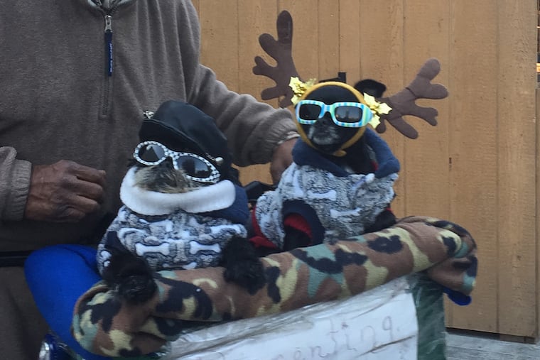 Anthony Smith, 59, says his dogs, Noodles and Diva, have a bigger wardrobe than he does.