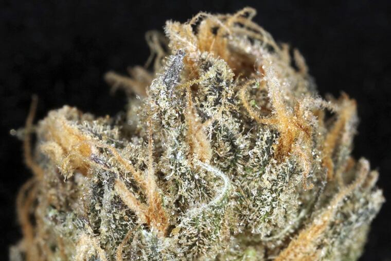 Medicinal cannabis. Scoring on applications for growing the crop in Pennsylvania has caused some disputes.