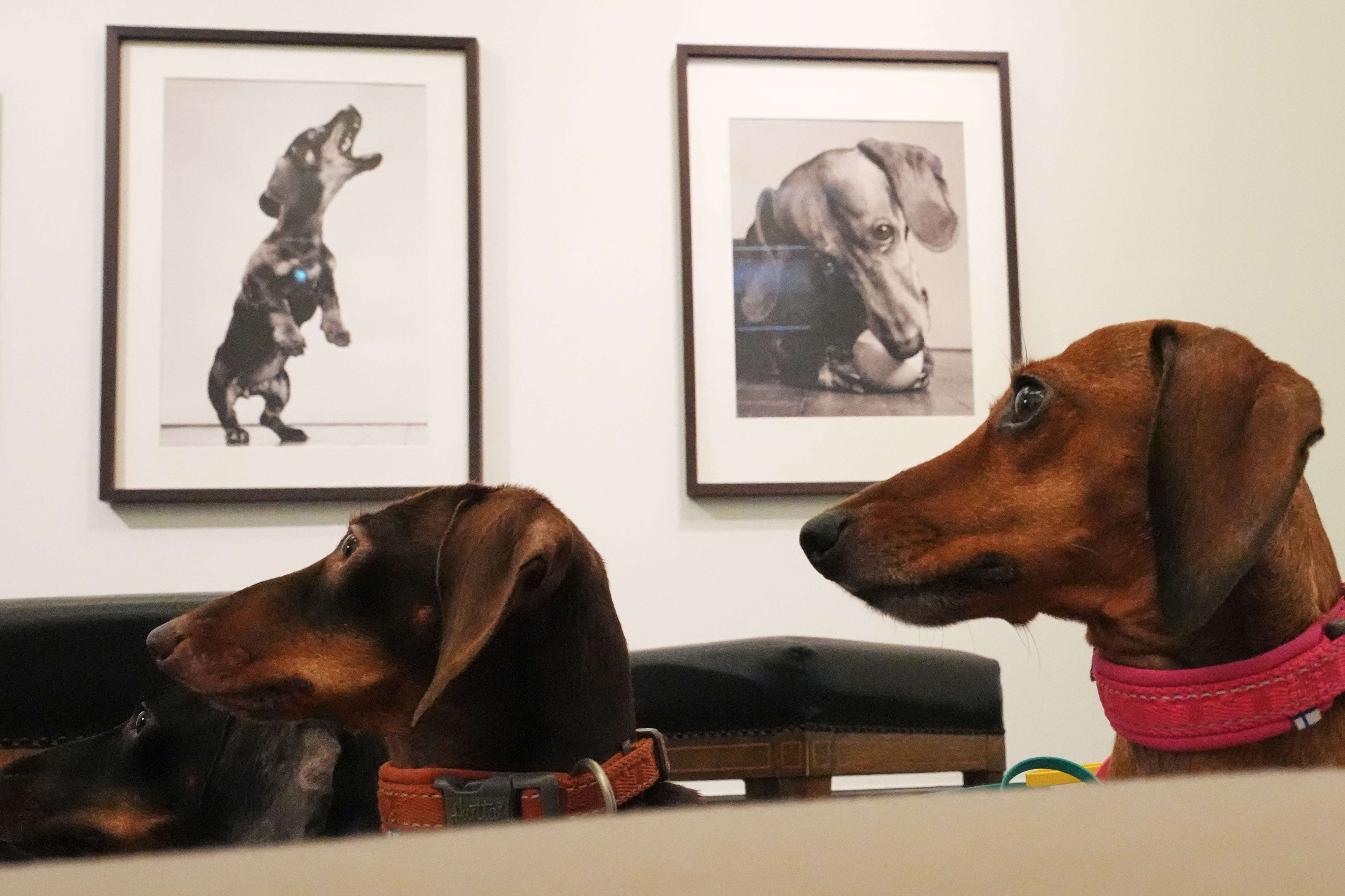 The dachshund is the muse in an exhibition showcasing the sausage dog's history in art