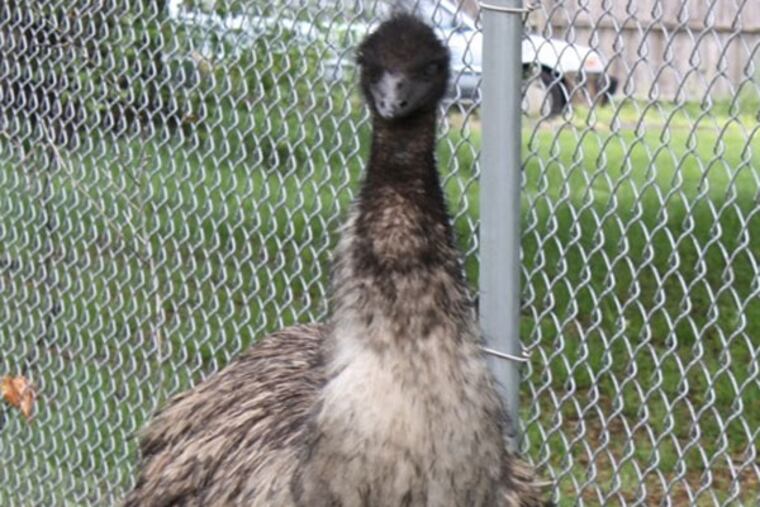 An emu found wandering in Walnutport, Northampton County, on May 7, 2013.
