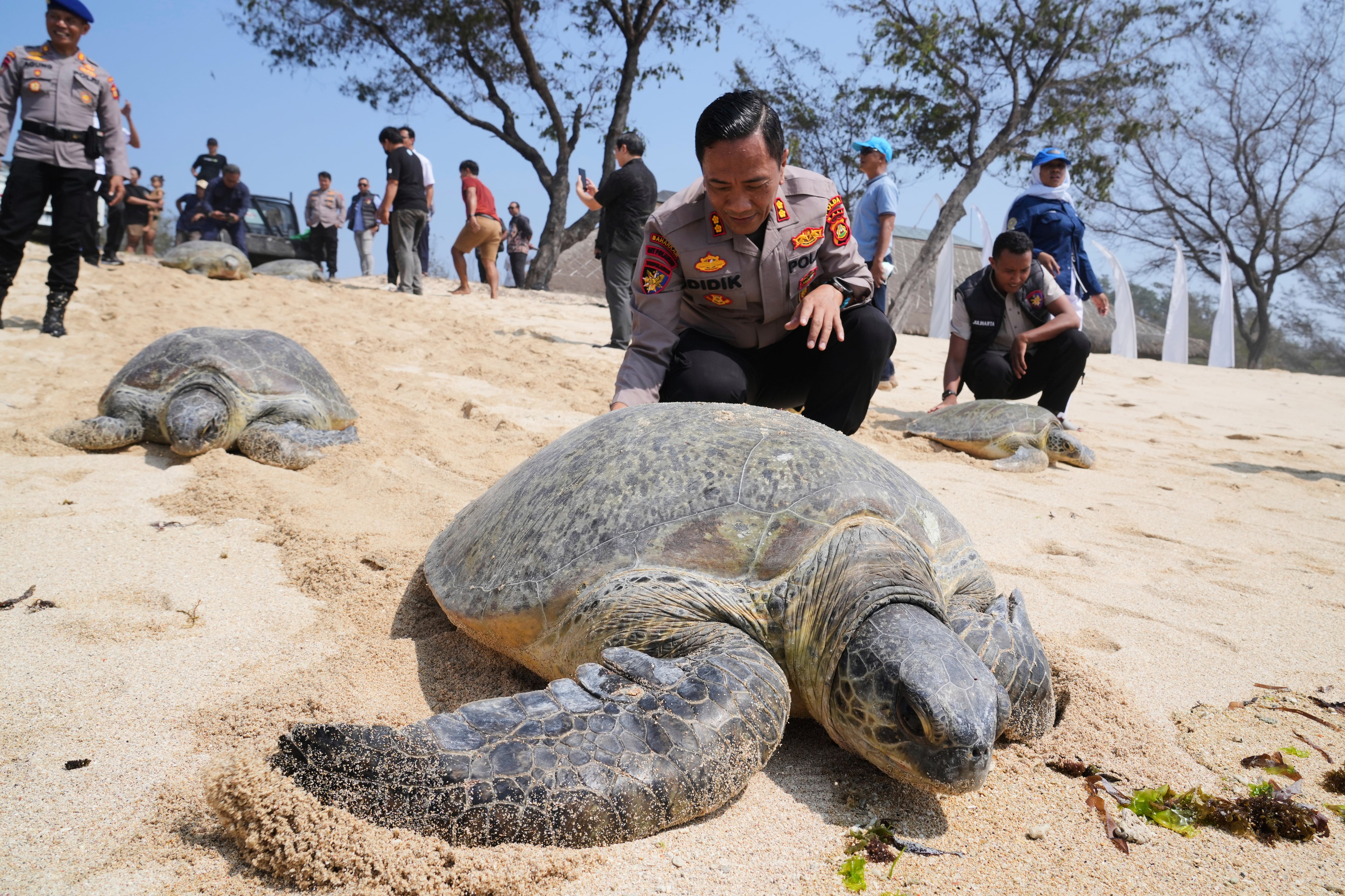 Indonesia returns 20 green sea turtles to the ocean after Bali smuggling raid