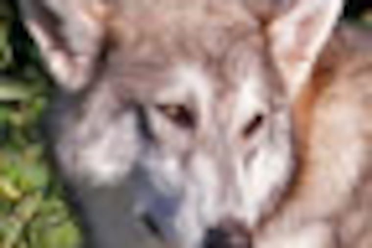 Picture of an unknown variety of hybrid dog possible including a bit of wolf lays on the grass on the edge of Penny Pack Park. The Wolf Sanctuary of Pennsylvania out of Lititiz, PA was in the northeast section of Philadelphia at Penny Pack park across from the 8600 block of Algon Ave on Tuesday morning June 26, 2012. They are trying to coax in an alleged "hybrid animal" possibly a dog with a wolf. ( ALEJANDRO A. ALVAREZ / STAFF PHOTOGRAPHER )